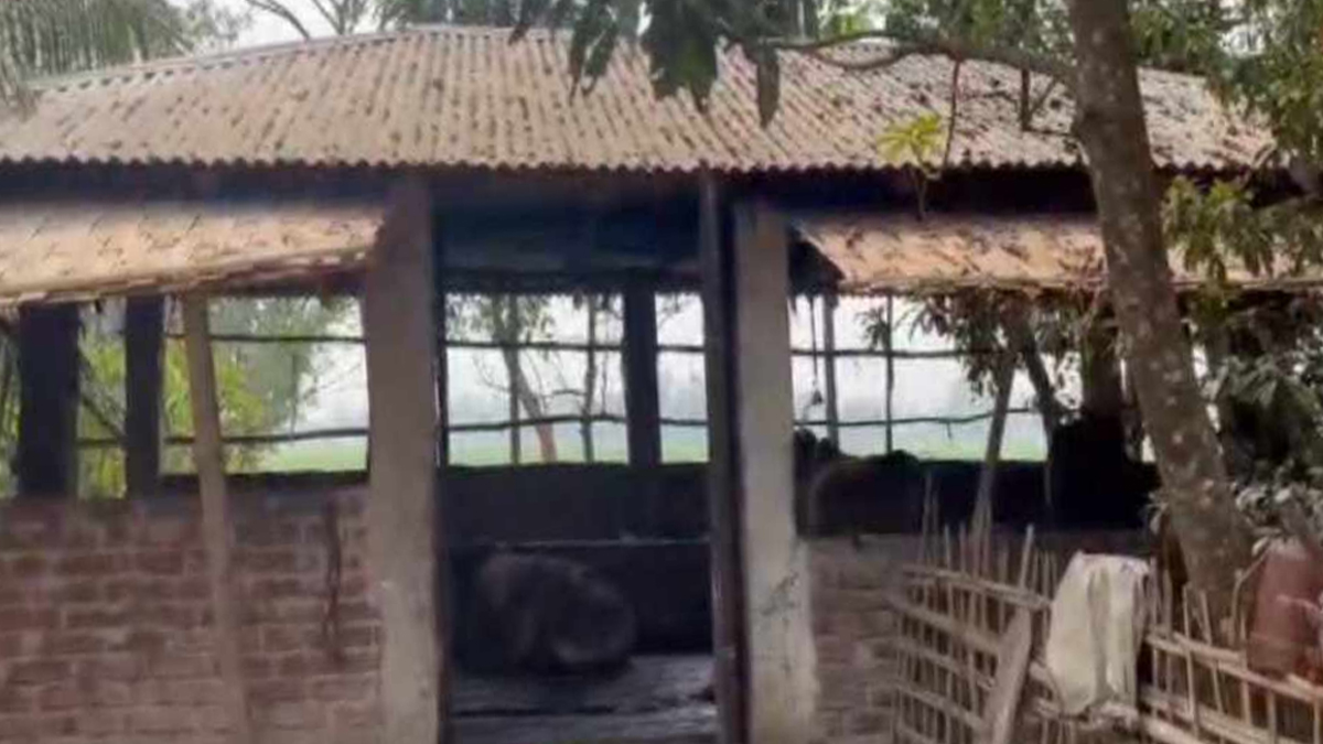 চোর সিন্ডিকেটের প্রধানকে গ্রেফতারের ক্ষোভে ওসির বাড়ি থেকে গরু চুরি